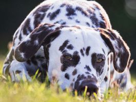 Dalmatiner Hund liegend im Gras.